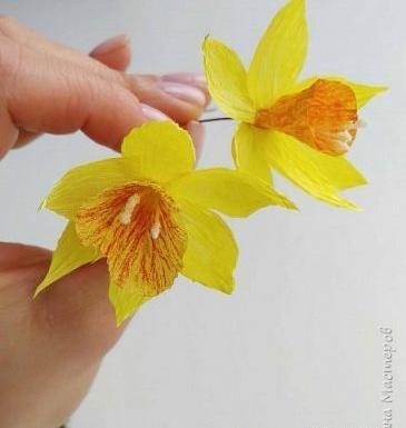 عکس گل نرگس کاغذی