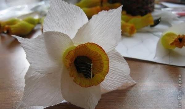 عکس گل نرگس کاغذی