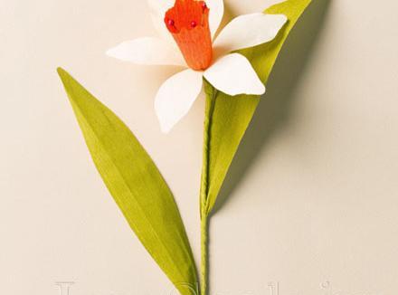 عکس گل نرگس کاغذی