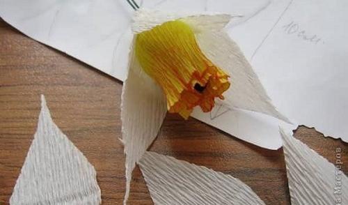 عکس گل نرگس کاغذی
