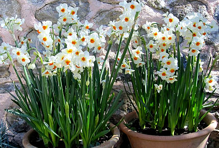 عکس گل نرگس گلدان