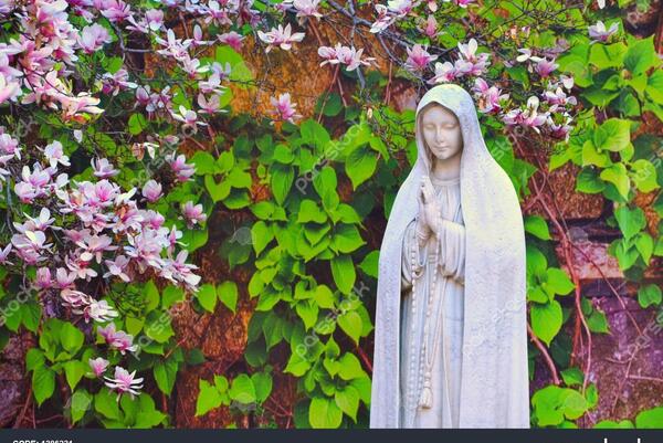 عکس گل مریم برای تصویر زمینه