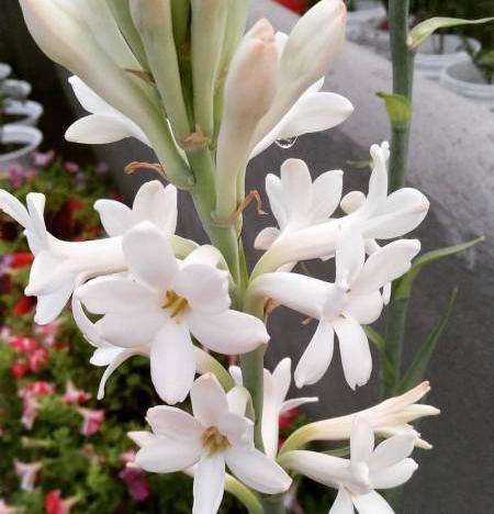 عکس گل مریم تزیین شده
