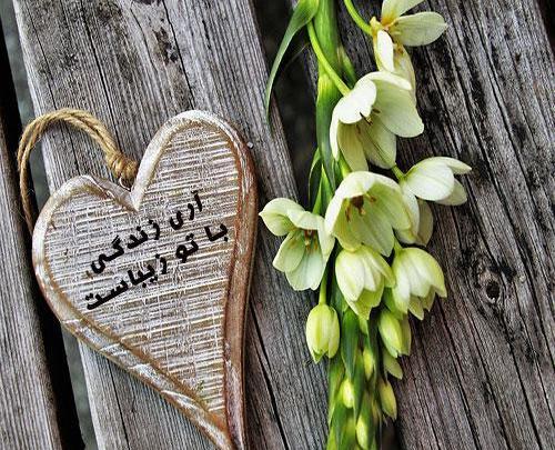 عکس گل مریم در برف
