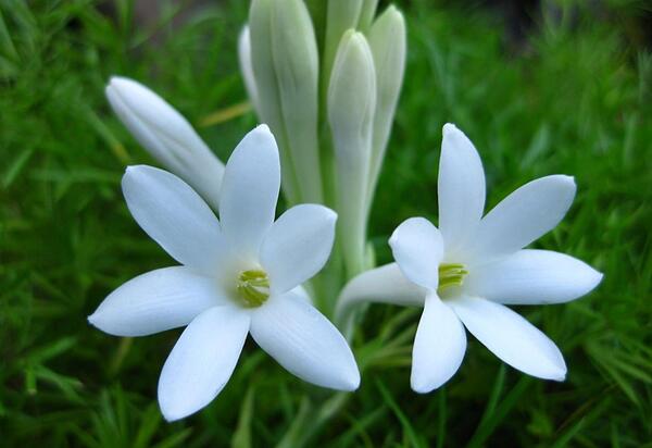 عکس هایی از گل مریم زیبا
