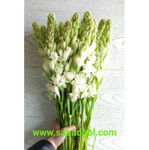 عکس شاخه گل مریم