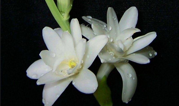 عکس عطر گل مریم