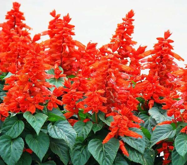 عکس گل مریم قرمز