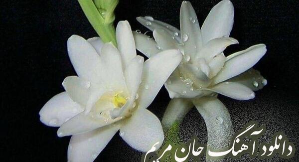 عکس گل مریم همراه با نوشته