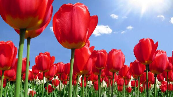 عکس گل لاله برای پس زمینه