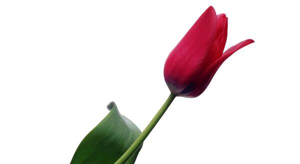 عکس گل لاله برای پس زمینه