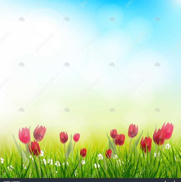 عکس گل لاله برای پس زمینه
