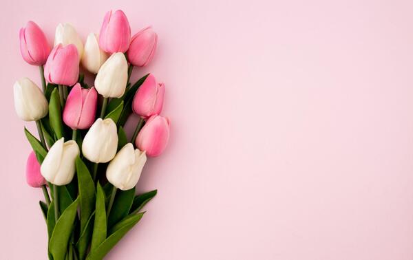 عکس گل لاله برای پس زمینه