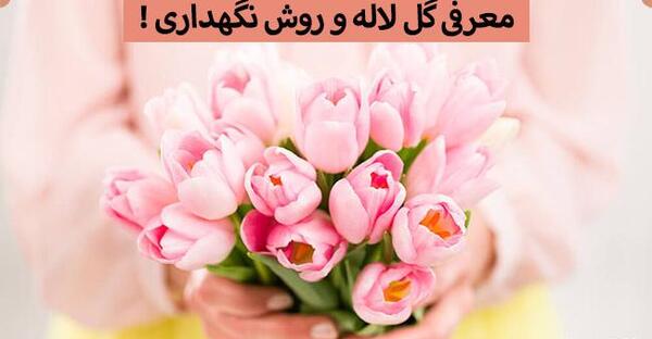 عکس خانه عمر گل لاله