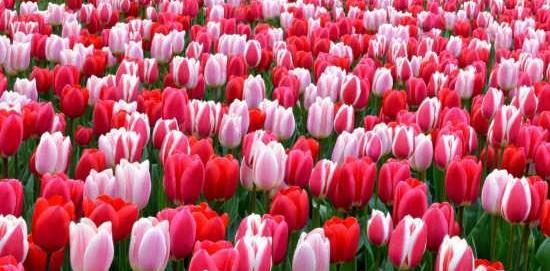 عکس گل لاله رنگارنگ