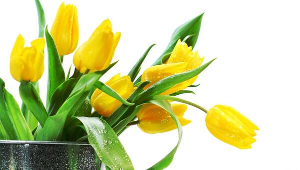عکس تصاویر گل لاله زرد