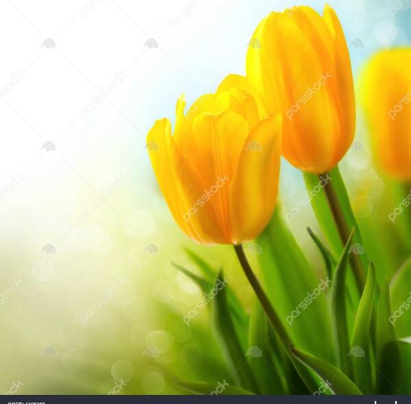 عکس تصاویر گل لاله زرد