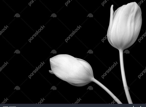 عکس گل لاله سیاه و سفید