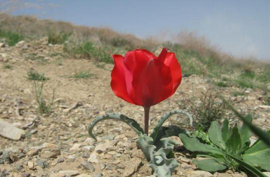 عکس گل لاله نماد شهید