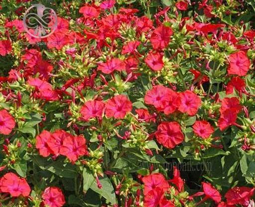 عکس گل لاله عباسی قرمز