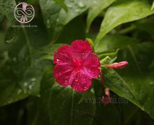 عکس گل لاله عباسی قرمز