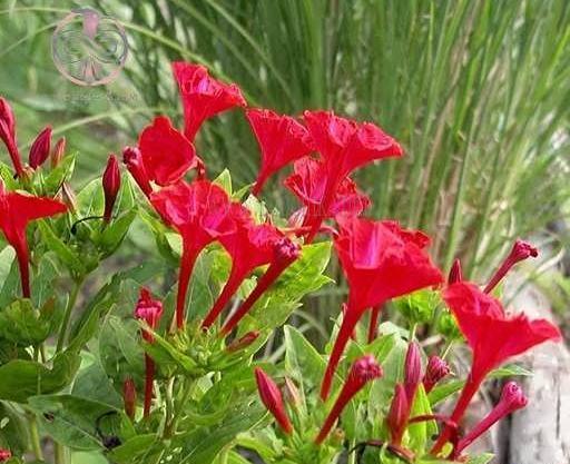عکس گل لاله عباسی قرمز