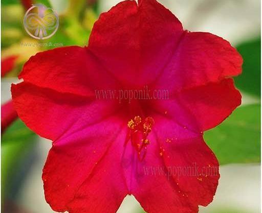 عکس گل لاله عباسی قرمز