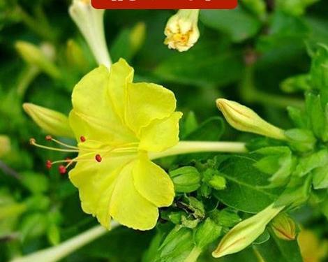 عکس تصاویر گل لاله عباسی
