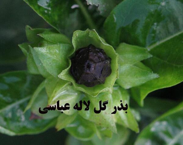 عکس تصاویر گل لاله عباسی