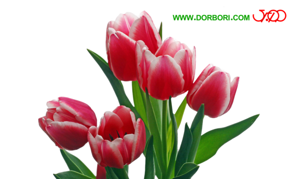 عکس لایه باز گل لاله