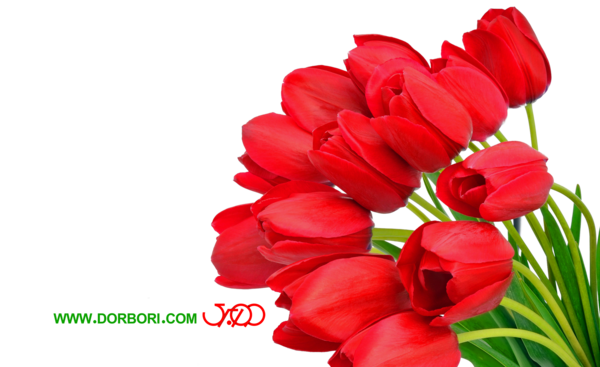عکس لایه باز گل لاله