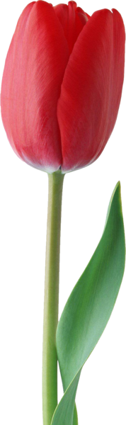 عکس لایه باز گل لاله
