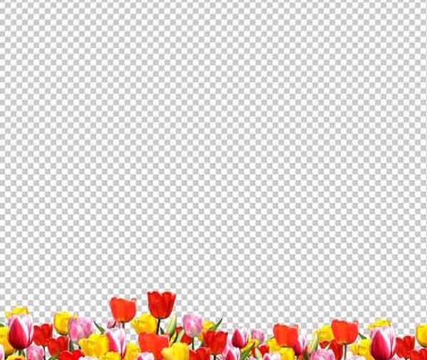عکس لایه باز گل لاله