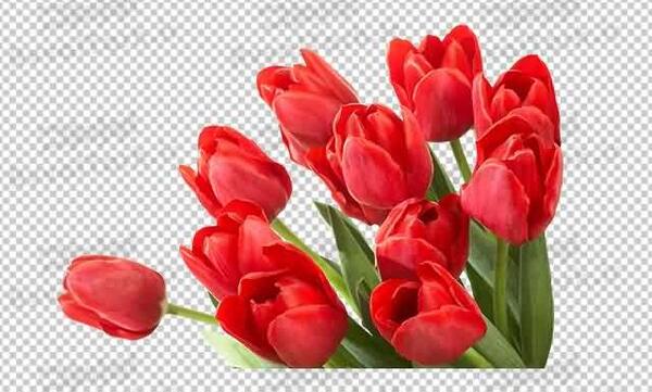 عکس لایه باز گل لاله