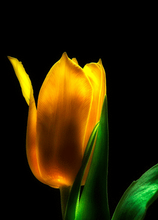 عکس گل لاله متحرک