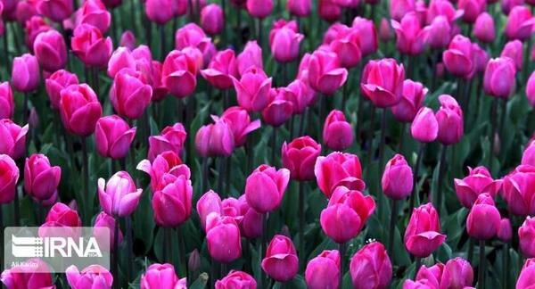 عکس گل های لاله