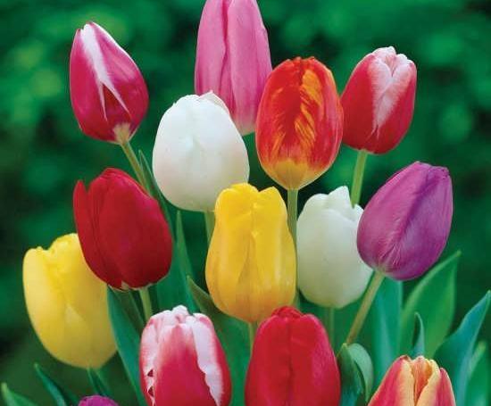عکس گل های لاله