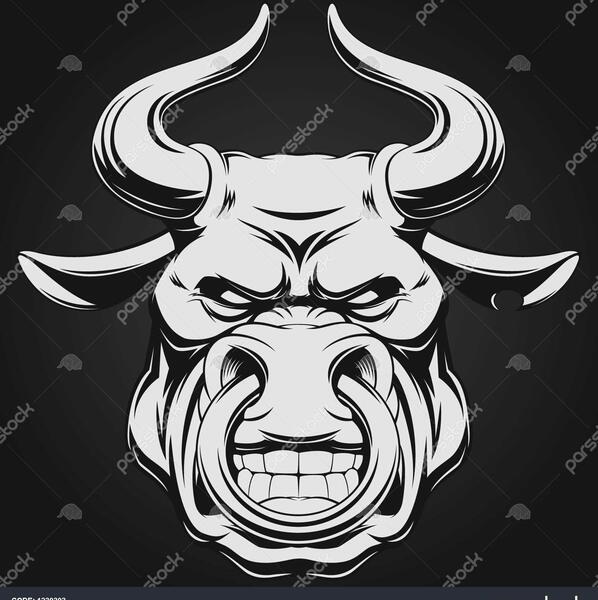 عکس گاو پروفایل
