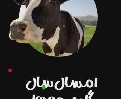 عکس گاو پروفایل