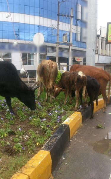 عکس گاو چالوسی