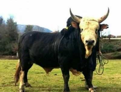عکس گاو چالوسی