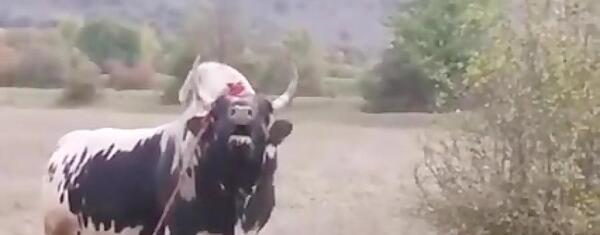 عکس گاو چالوسی