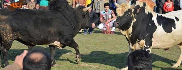 عکس گاو چالوسی
