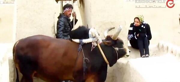 عکس گاو چاه
