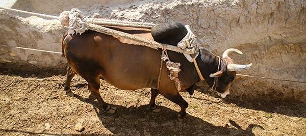 عکس گاو چاه