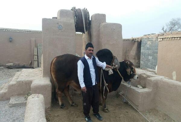 عکس گاو چاه