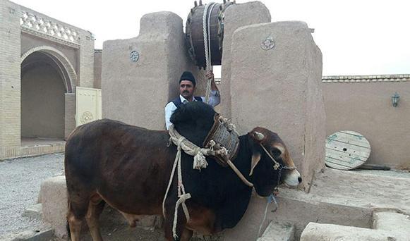 عکس گاو چاه