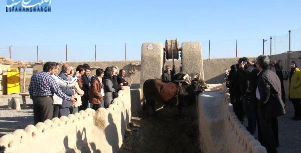 عکس گاو چاه
