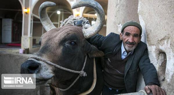 عکس گاو چاه