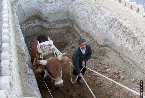 عکس گاو چاه